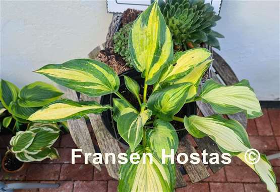 Hosta Imperial Palace 